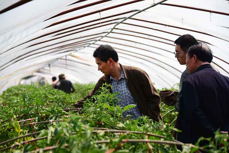 陳志(zhì)誼一(yī)行赴沭陽考察"設施番茄土傳病害生(shēng)物(wù)防控效果"